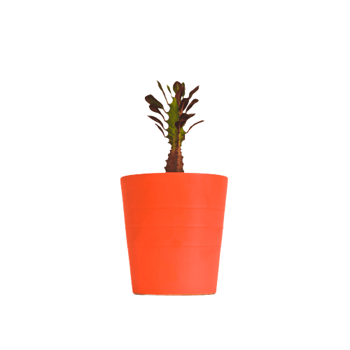 Euphorbia Leuconeura with Orange Pot